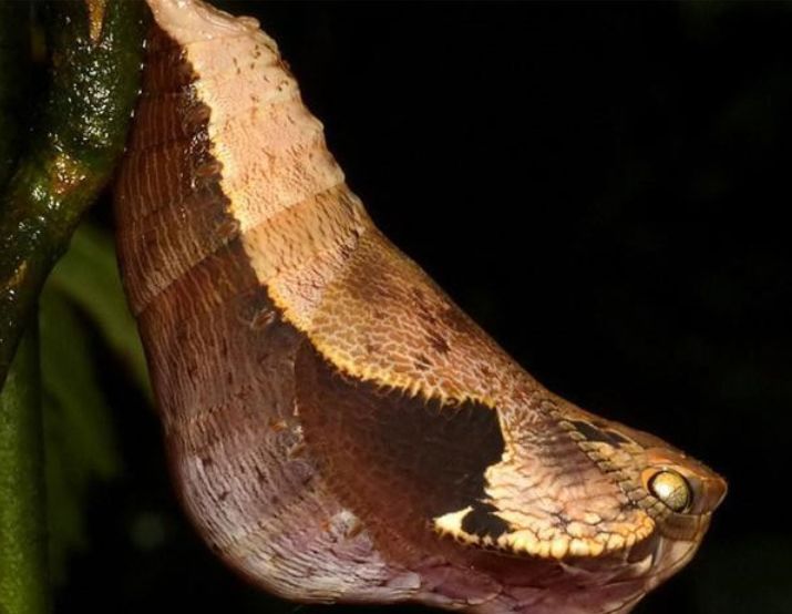 女子在山上种了一些水果,一天她准备去山上采一些果子吃,她拿了篮子就