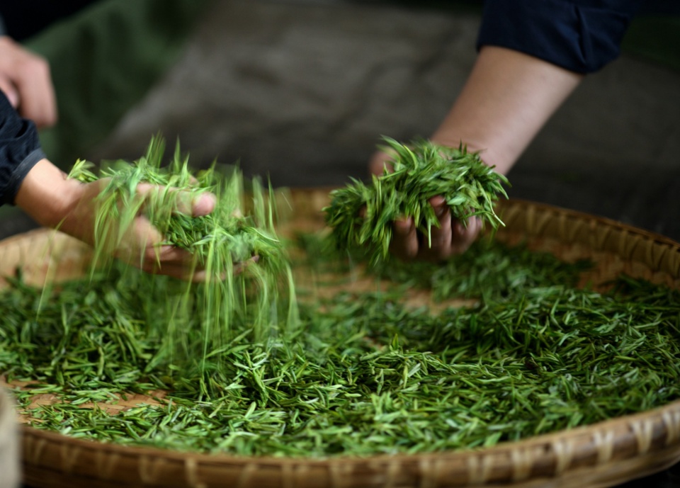 我们体验完采茶后,又在南阳茶厂加工车间,把上午采的茶叶交给制茶师傅