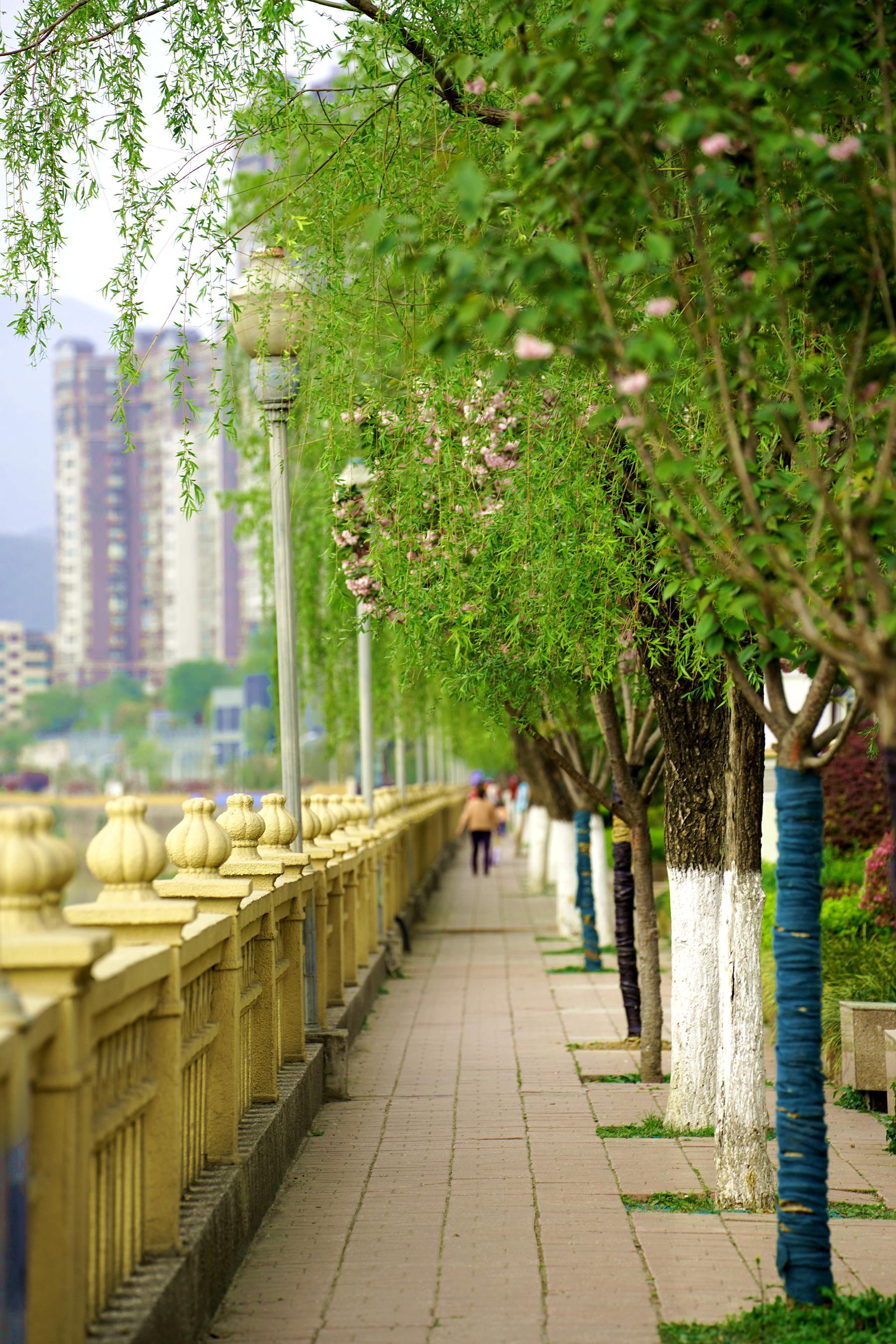 这还是你认识的城市吗广元城柳树绿意盎然春景美如画