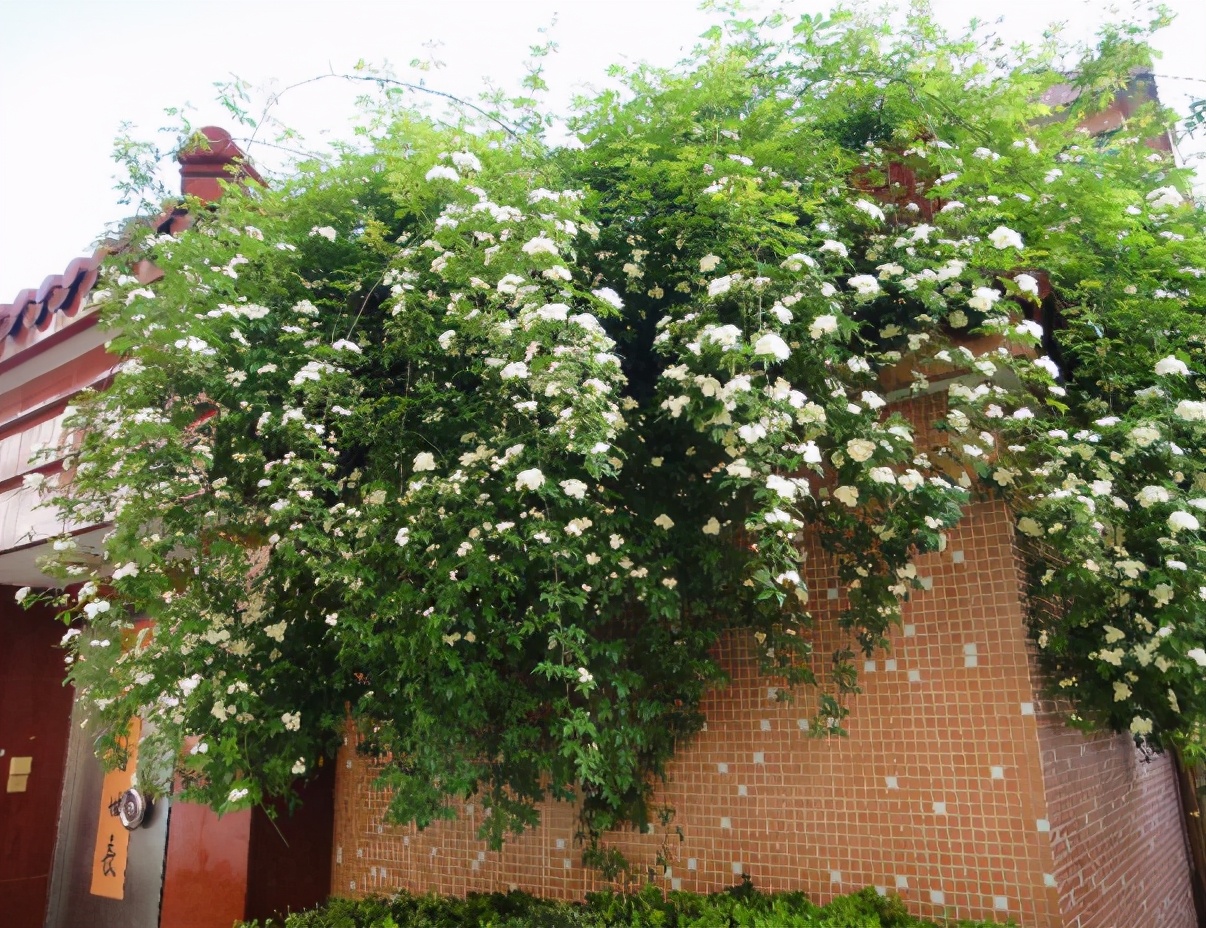 因为红木香是杂交的品种,它的叶片和月季的叶片相似,只有白木香和黄