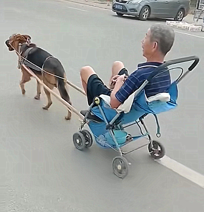 大爷坐在婴儿车里让狗狗拉出去散步汪喘着粗气太让人心疼了