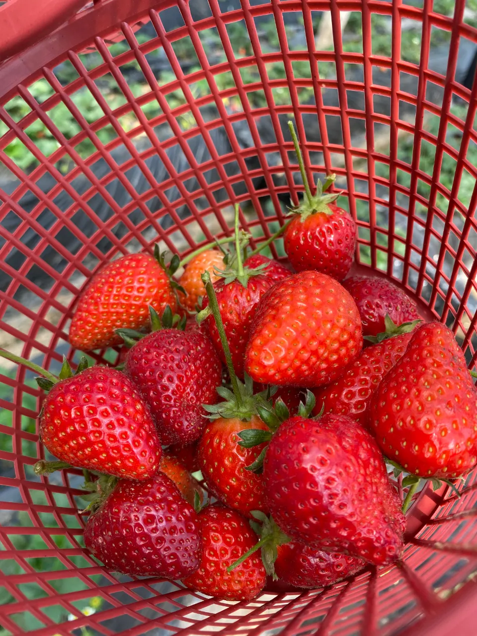看到没有,大家的篮子都是满满的一篮子草莓,这家的草莓真的很甜啊