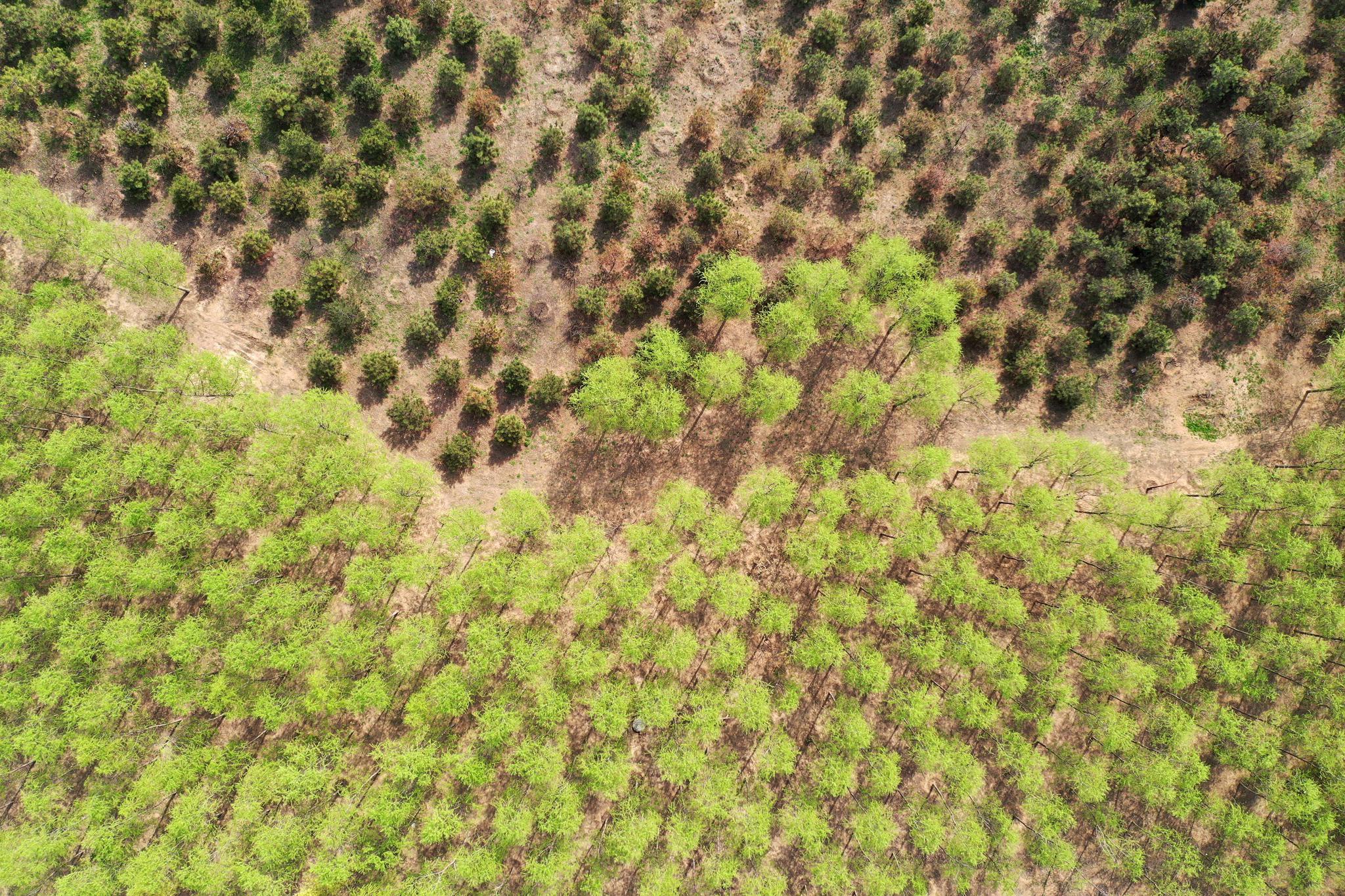 3月31日拍摄的雄安新区"千年秀林"(无人机照片).