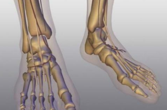 西方人比东方人多了2块骨头？问题出在哪？科学家终于给出答案休闲区蓝鸢梦想 - Www.slyday.coM
