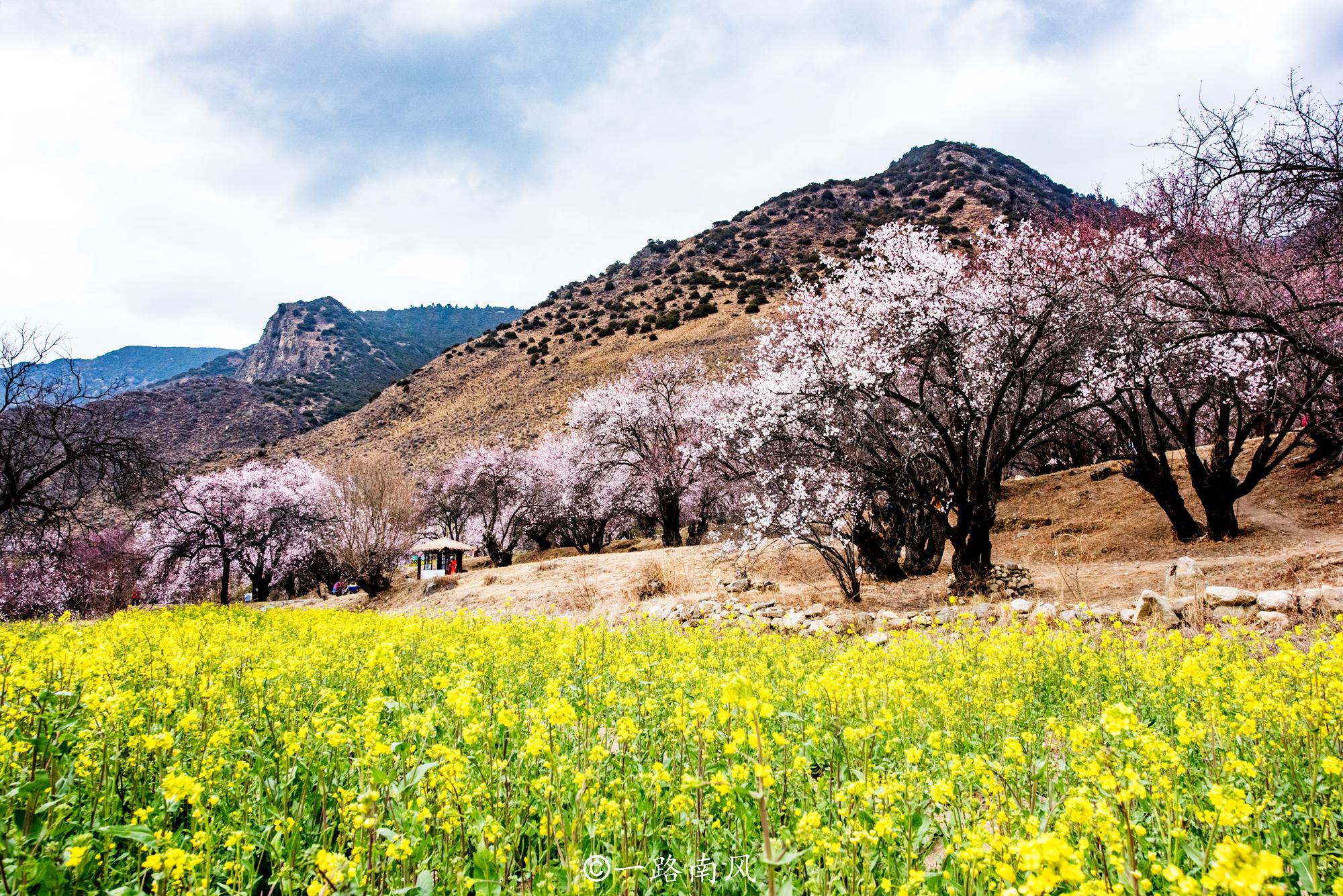 林芝桃花节的主会场设在巴宜区境内的嘎拉桃花村,距离八一镇大约十七