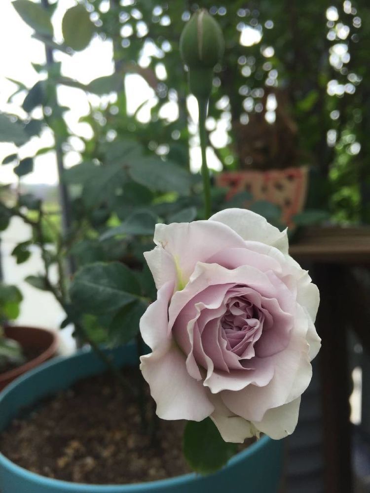 一年四季成花海,满枝的花朵,象瀑布一样|花朵|国槐|礼光_新浪新闻