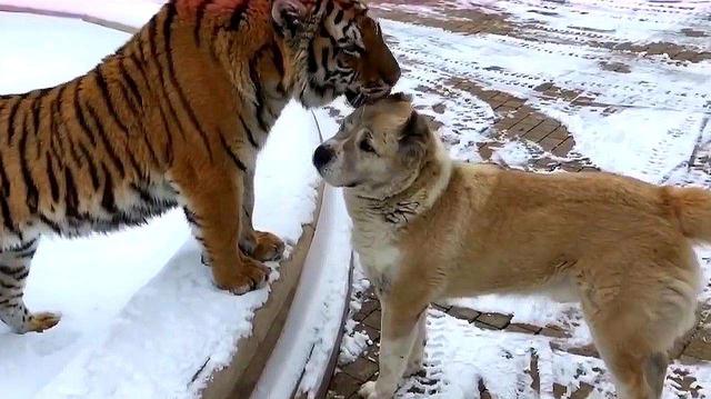 狗狗去看望一起长大的老虎老虎一眼认出狗兄弟画面让人感动