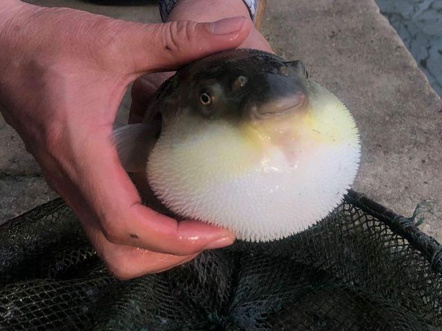 日本小伙作死烤河豚活的河豚直接扔火炉上镜头记录全过程