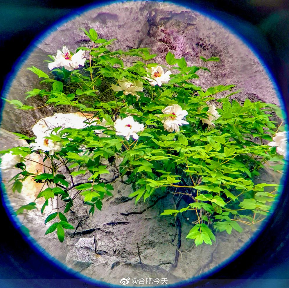 巢湖千年牡丹花开10朵