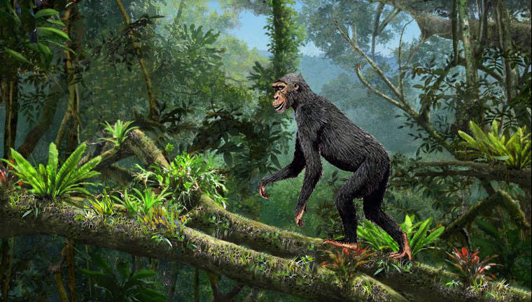 早在人类还在树上生活时,就会通过短暂地直立行走摘取树上高处的水果