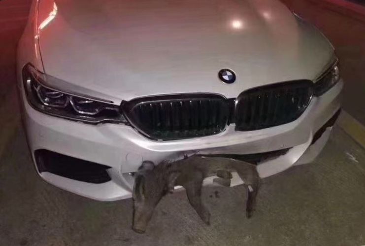 男子开车去度假游玩,撞上横穿而过的动物,却上了餐桌!