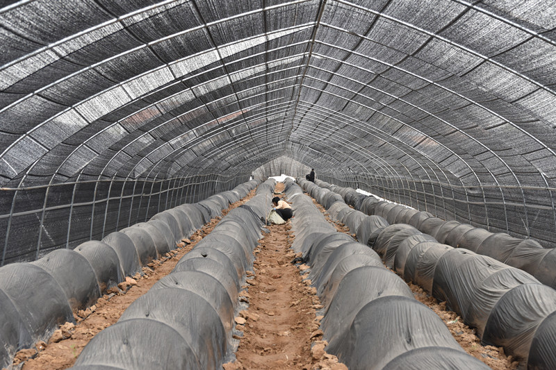 白大叔进入社会正值农村经济改革拉开序幕,他在耕种完自家几亩口粮田