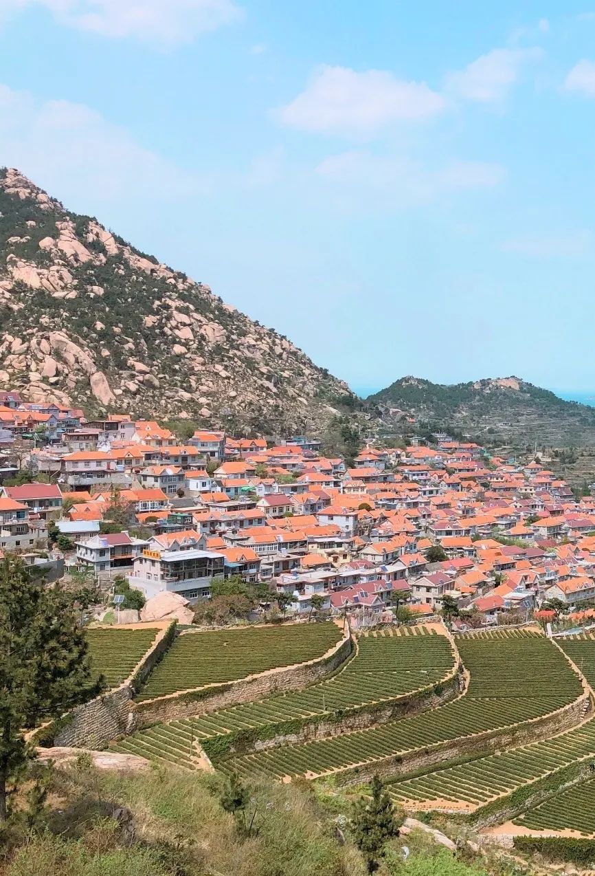 山东最醉人心的春天都藏在茶园里走喝茶去