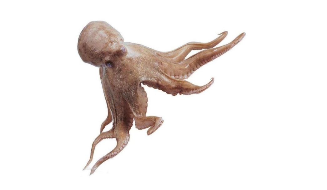 智商太高了,是外星人的"遗珠"?