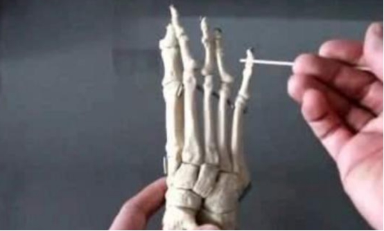 西方人比东方人多了2块骨头？问题出在哪？科学家终于给出答案休闲区蓝鸢梦想 - Www.slyday.coM