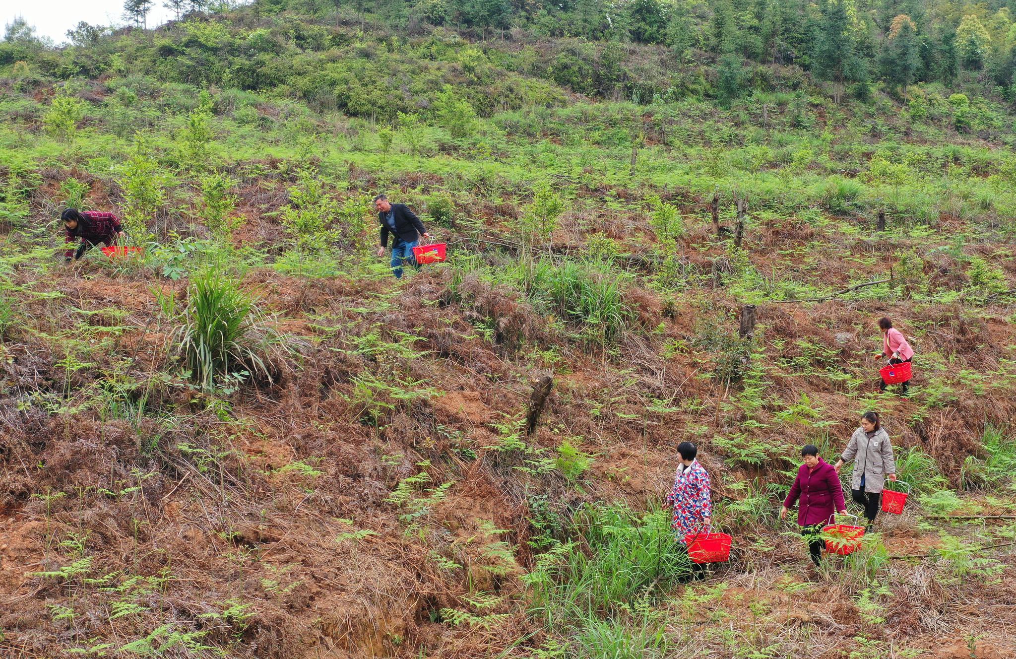 湖南衡阳:蕨菜飘香采收忙