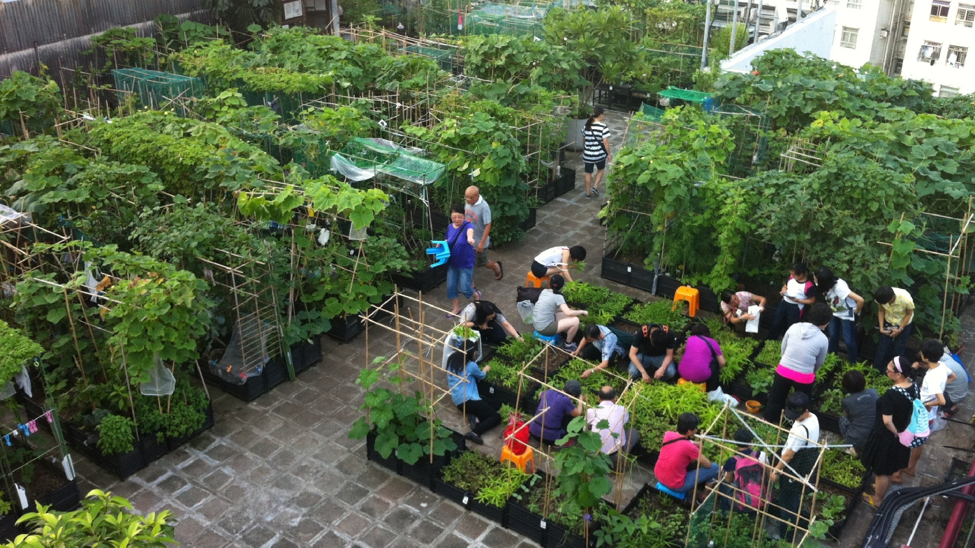 普通人的自然城市农夫在高密度城市如何实现种地自由