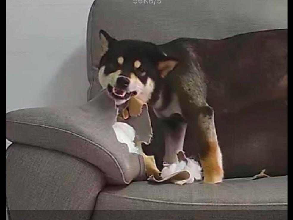 网友在家里安了监控,却看了一场拆家现场直播,狗:拆得更带劲了|柴犬