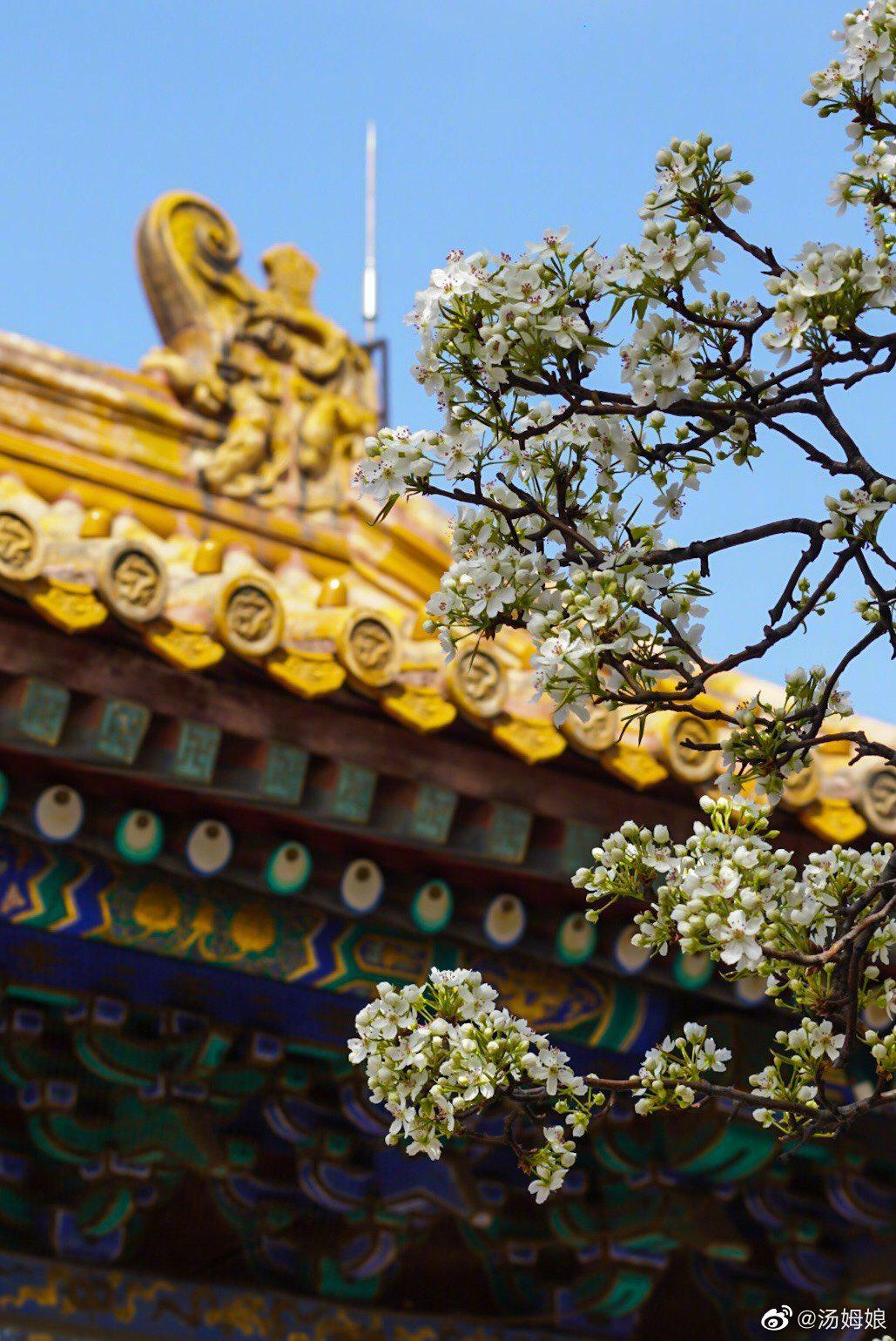北京故宫承乾宫梨花初绽