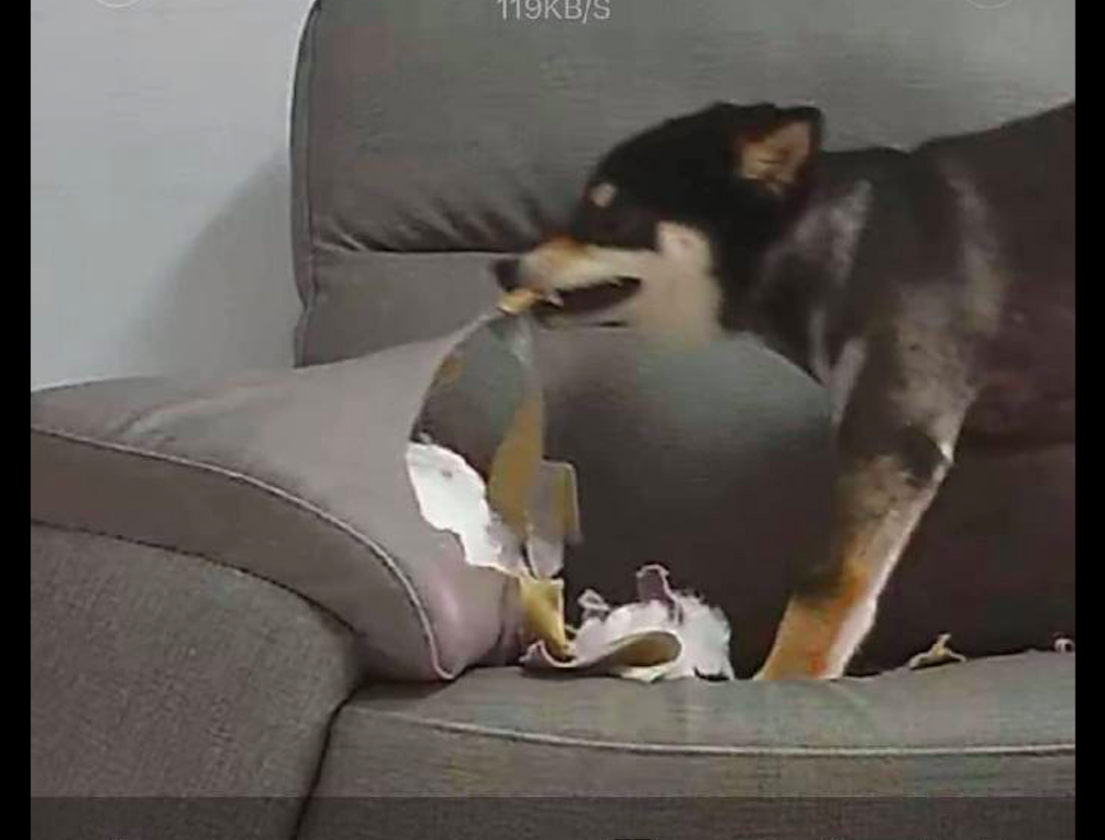 网友在家里安了监控,却看了一场拆家现场直播,狗:拆得更带劲了