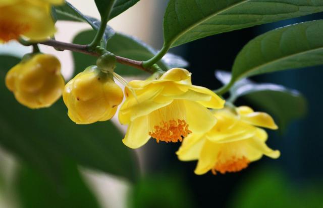 金瓣玉蕊防城金花茶