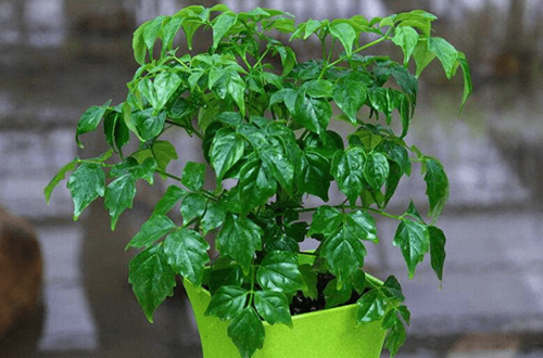 菜豆树的养护方法有哪些