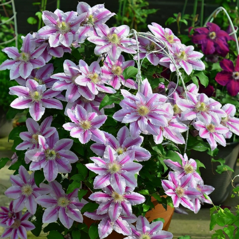 盆栽铁线莲技巧两点做到位根系强壮长满盆开花一年比一年多