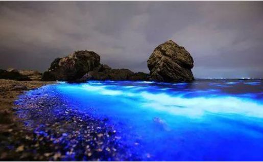 也就是夏季的时候,在花鸟岛可以看到著名的"蓝眼泪",也叫做"荧光海"