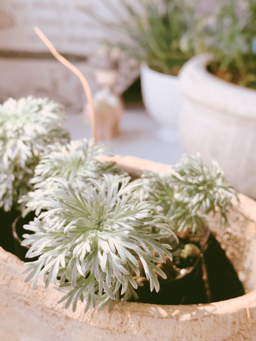 浑身散发着仙气的"朝雾草",颜值清新脱俗,好养易爆