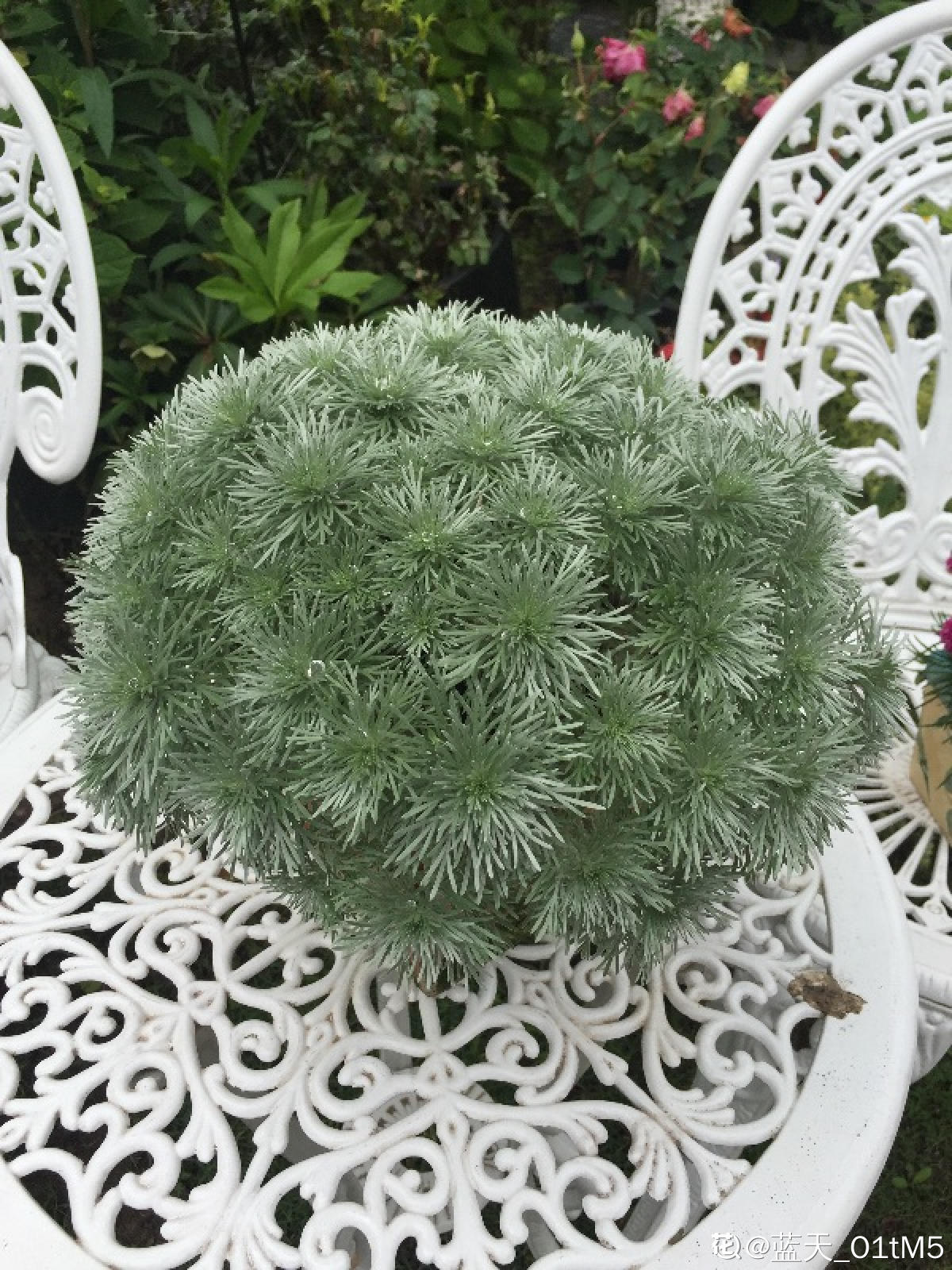 浑身散发着仙气的"朝雾草",颜值清新脱俗,好养易爆