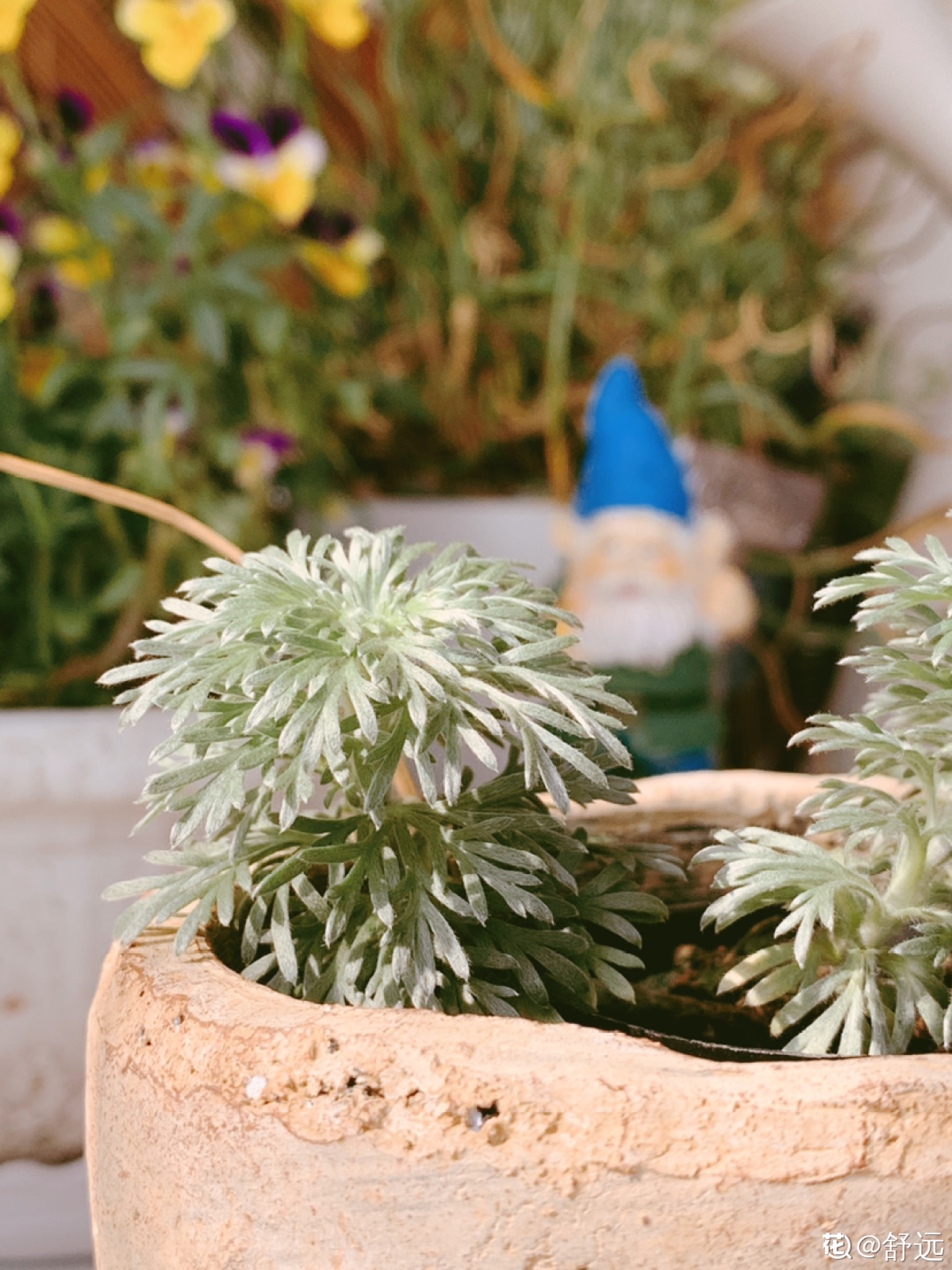 浑身散发着仙气的"朝雾草",颜值清新脱俗,好养易爆