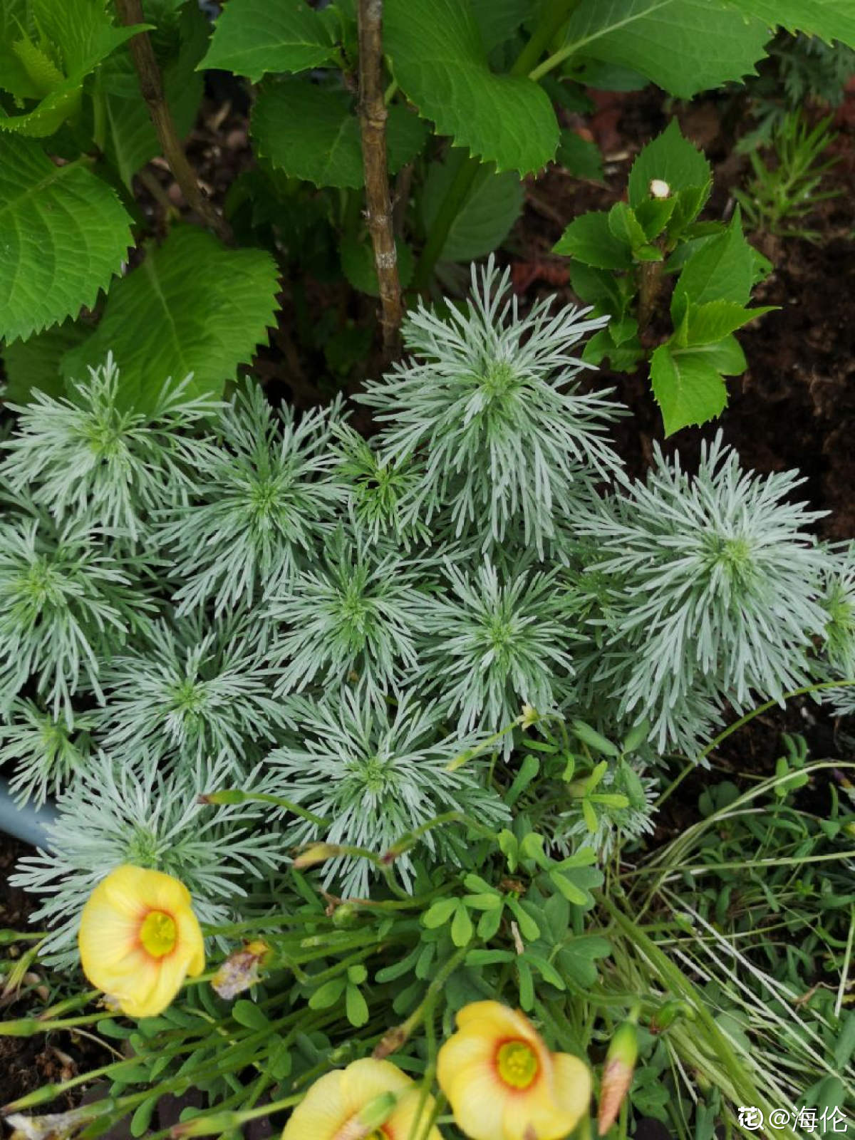 一,朝雾草的形态朝雾草的形态是非常美丽的, 叶子
