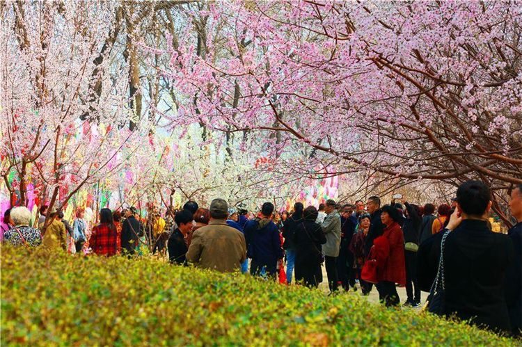 天津踏青的佳地这3个地方不要错过可以赏花钓鱼烧烤