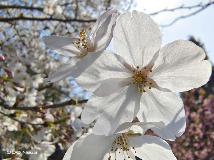 独立显示芯片！iQOO Neo5将电竞基因专业传承！