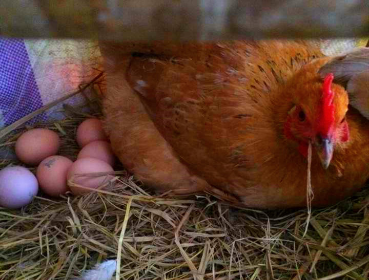 母鸡看到蛋被拿走为什么不生气