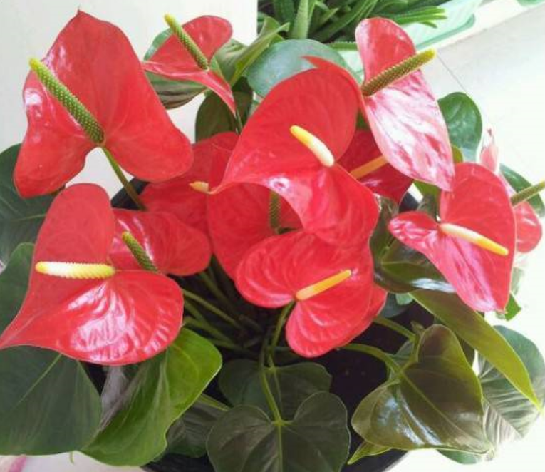 谁说红掌不好养,我第一个不同意,记住养护要点,叶子油绿开满花