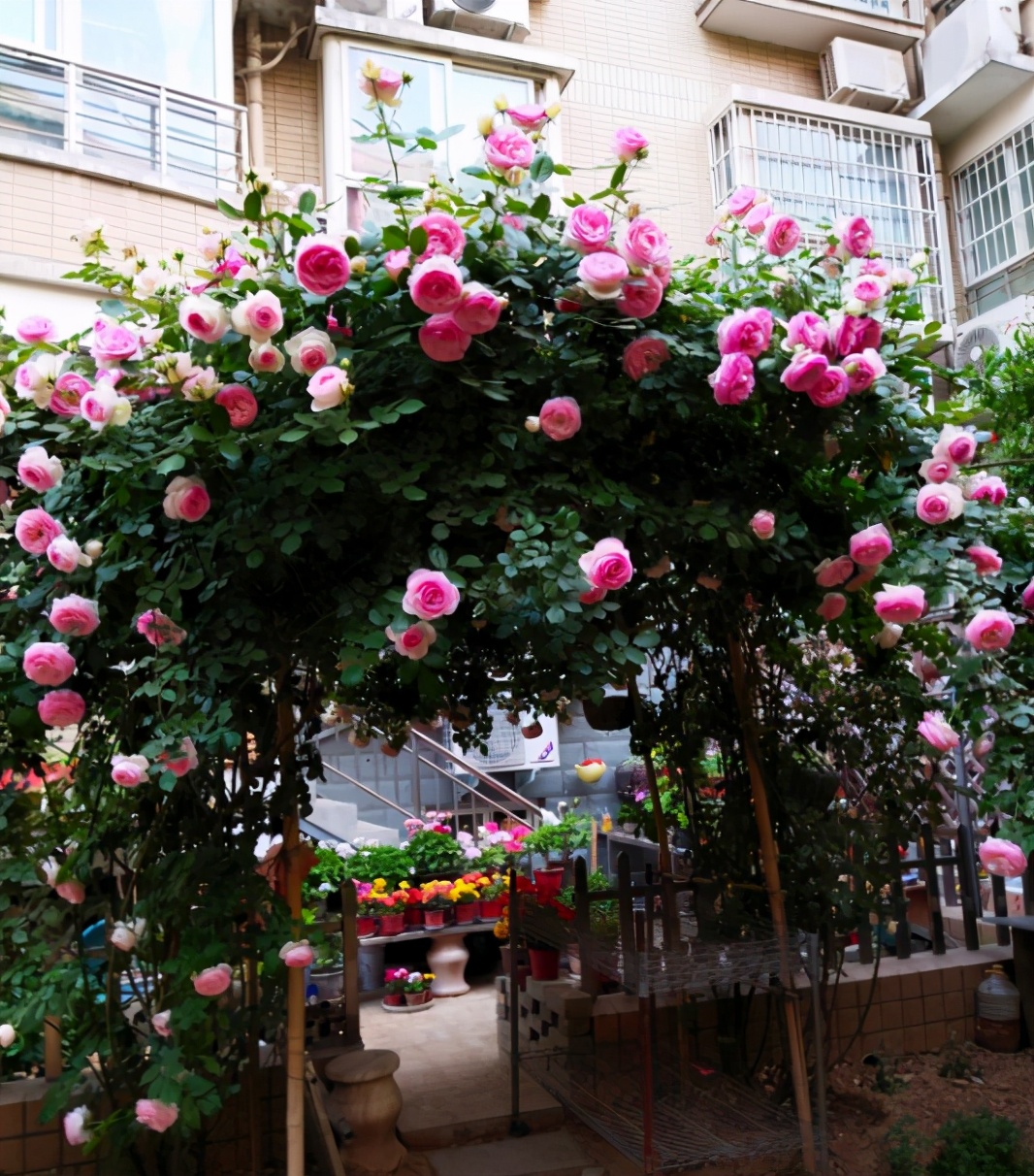 都说它们是爬藤之王能开成花墙但阳台栽种难伺候难养好