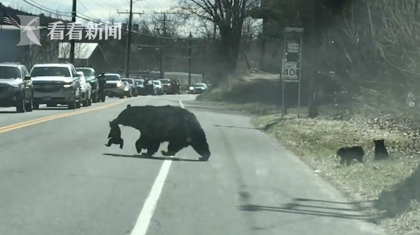当妈不易！熊妈妈带4个宝宝过马路 结果被“熊孩子们”整崩溃休闲区蓝鸢梦想 - Www.slyday.coM