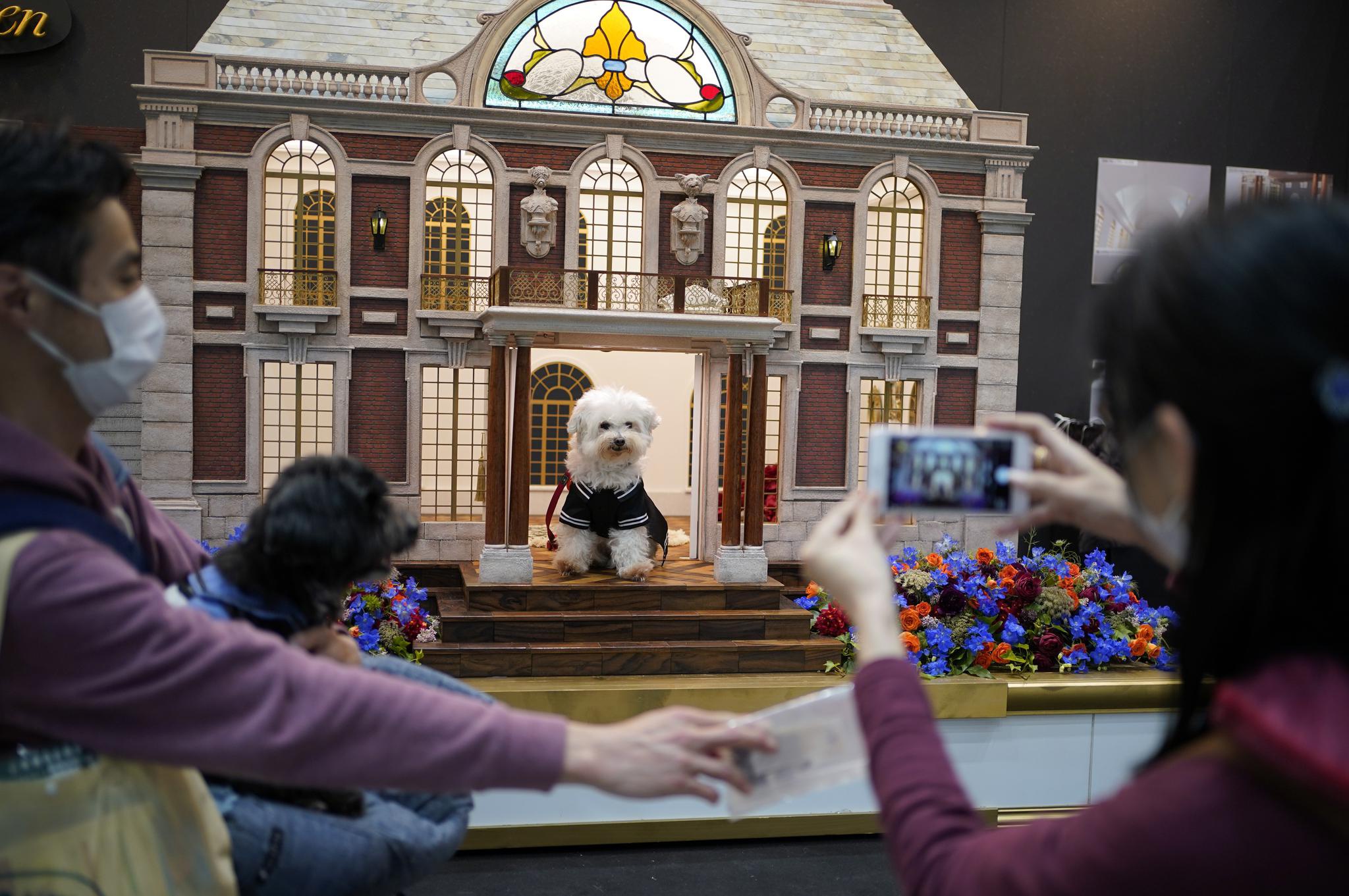 东京国际宠物展