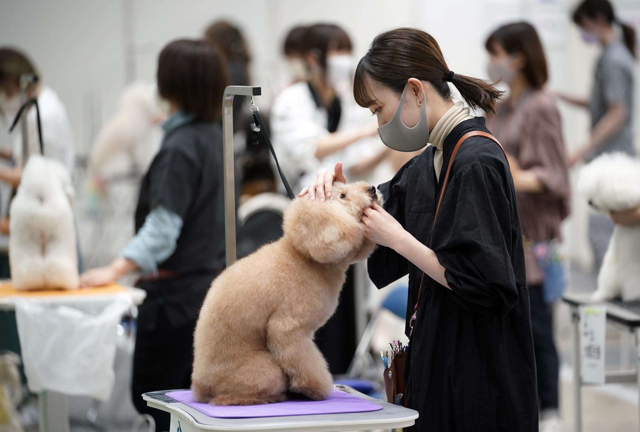 东京国际宠物展