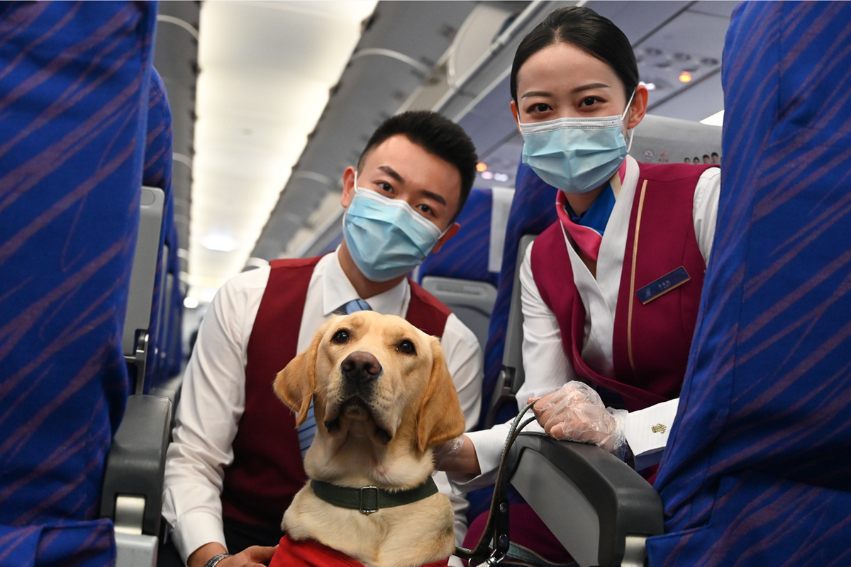 "明星"导盲犬乘坐南航航班回家