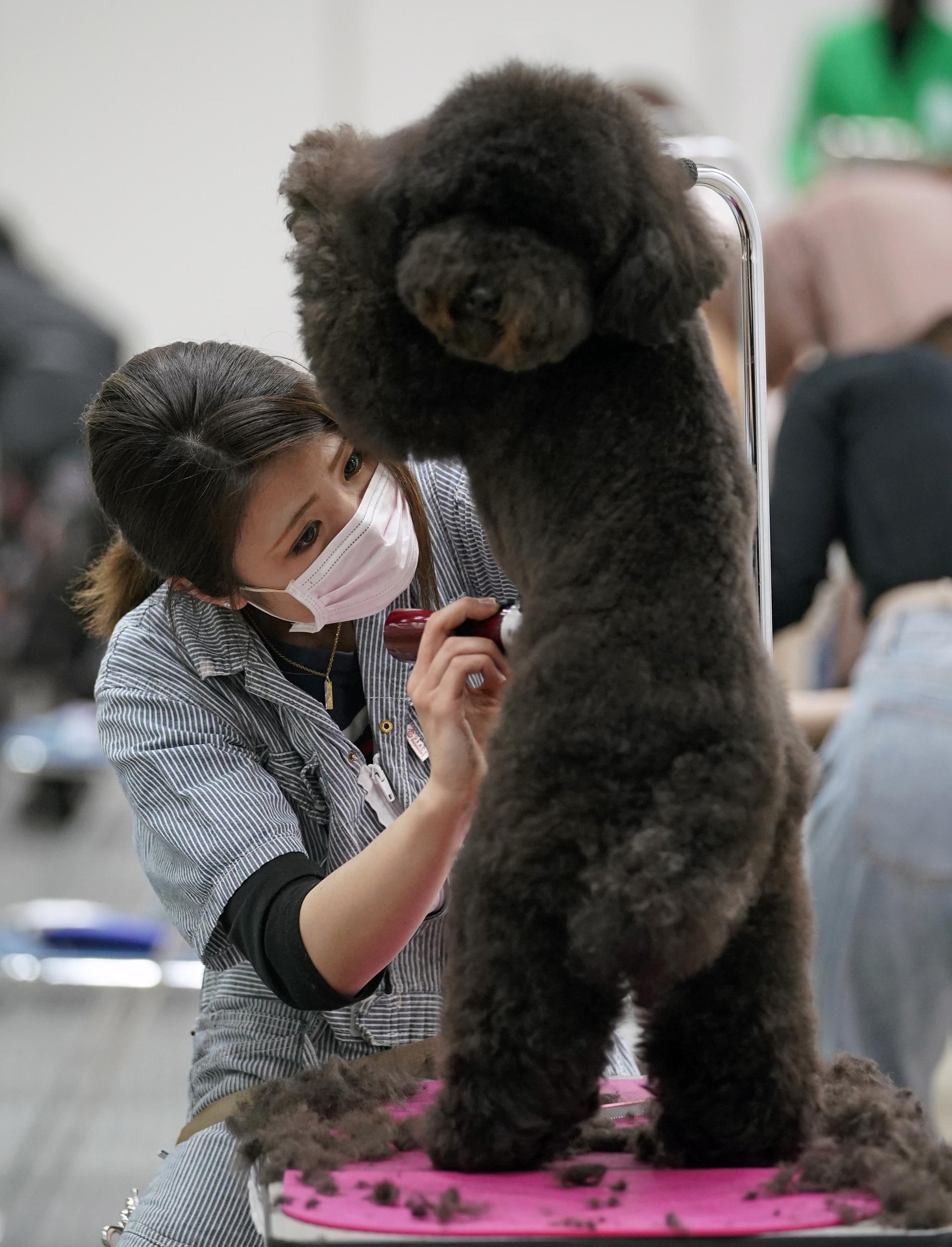 东京国际宠物展