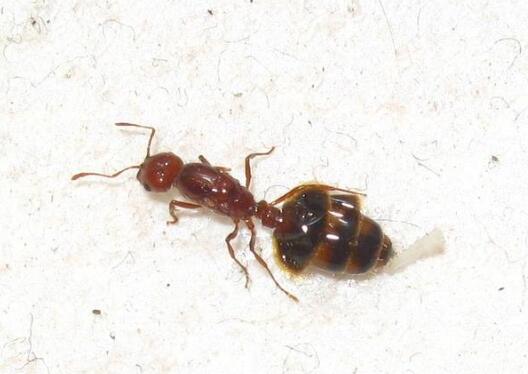 入侵全世界的最强蚂蚁螯针有剧毒能轻易让人休克死亡