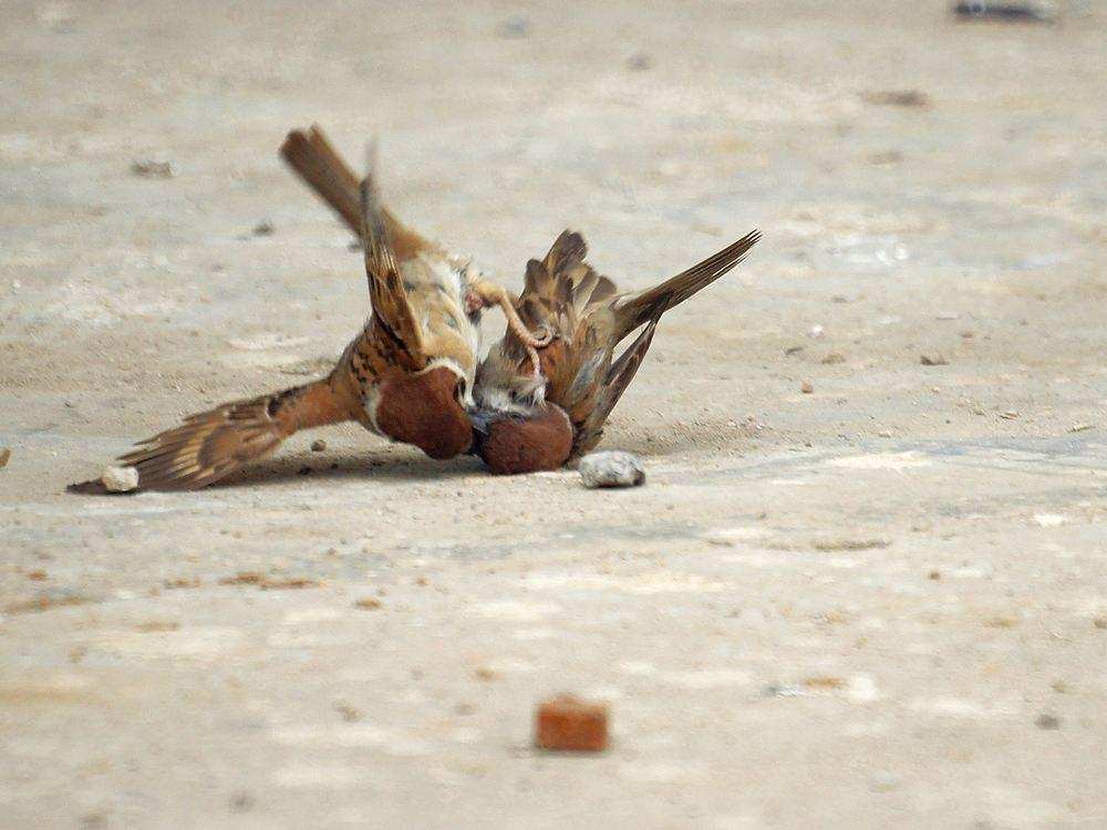 麻雀随处可见,可为什么很少见到麻雀的天敌?它们的天敌是什么?|麻雀|