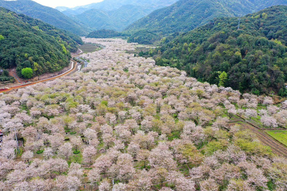 穿越四明山,樱花烂漫,曾遭日军屠戮的古村遗址,又被淹没