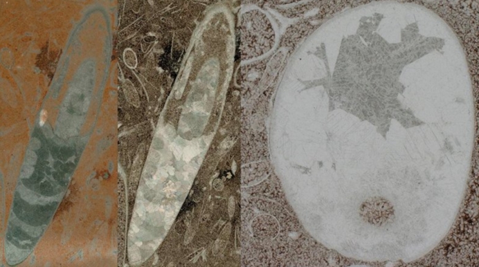 章鱼为什么被怀疑是地外生物智商极高出现的时间还很早