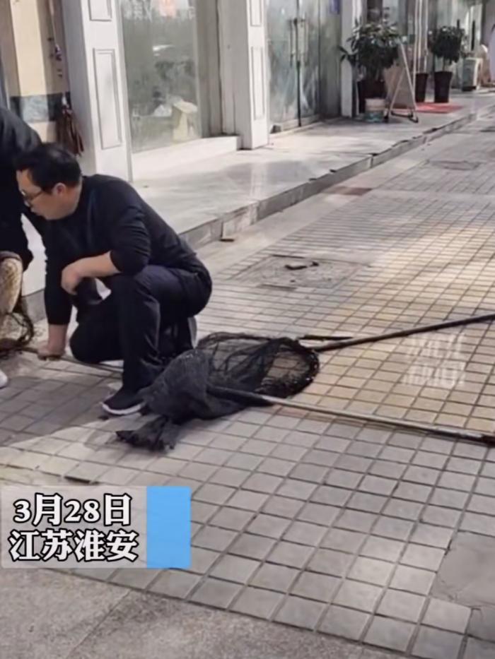 女子无绳遛狗反抗中被城管一把套入网中网友这回逮个大的