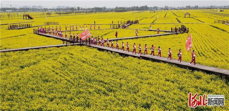 河北安平万亩油菜花绽放迎客来
