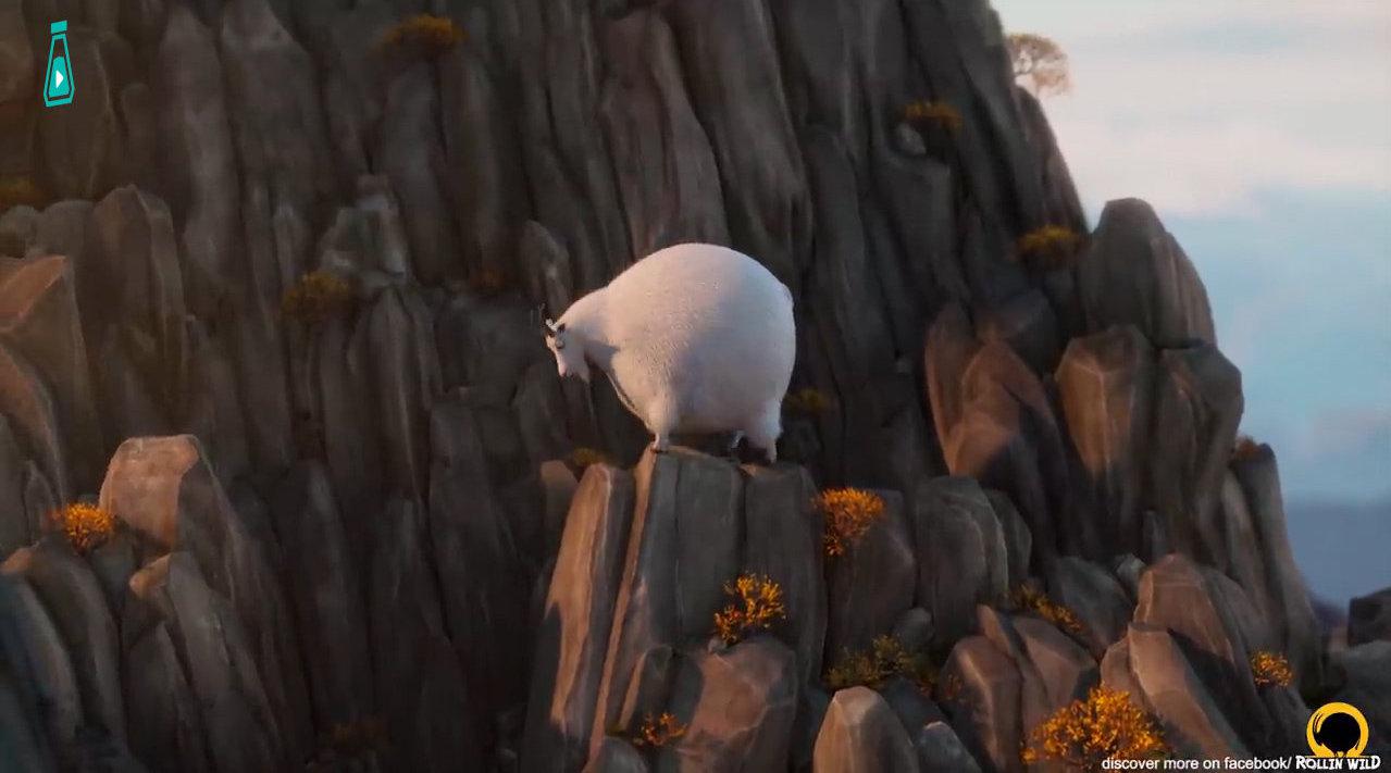 圆滚滚的动物世界出新篇啦