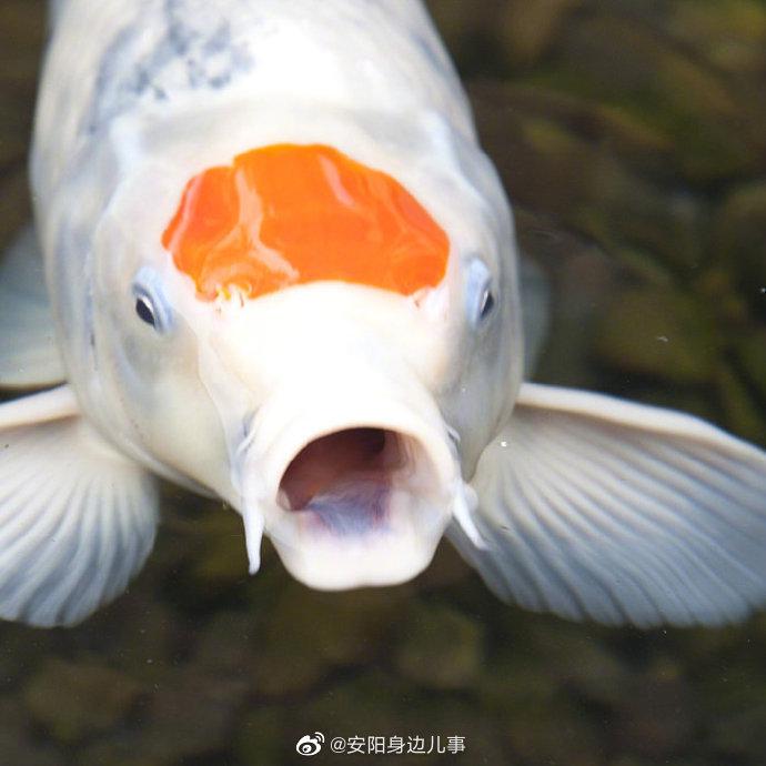 转发这个神奇的锦鲤大嘴巴,吸光你四月份的坏运气!